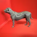 Mô hình chú chó American Staffordshire 3D - Piper độc đáo - Thumbnail 2