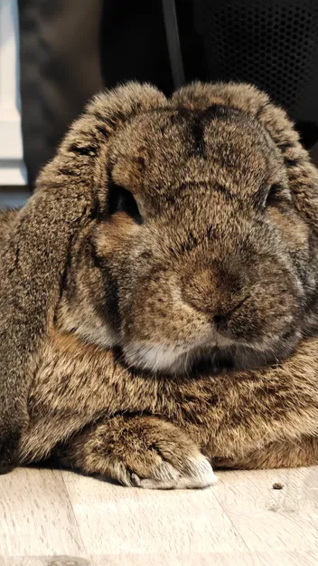 Adapter Mở Rộng Cho Cổng Chặn Trẻ Em Hauck - Image 4