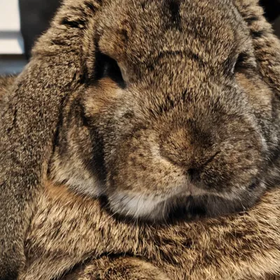 Adapter Mở Rộng Cho Cổng Chặn Trẻ Em Hauck