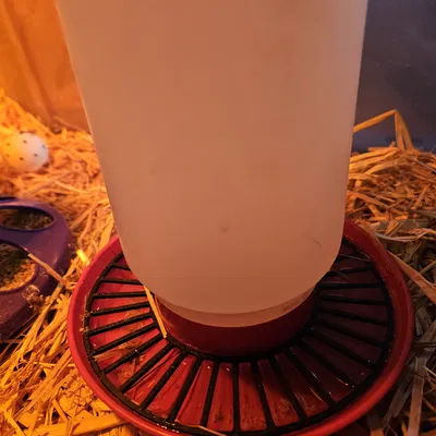 NẮP ĐẬY MÁNG NƯỚC BẢO VỆ GÀ CON