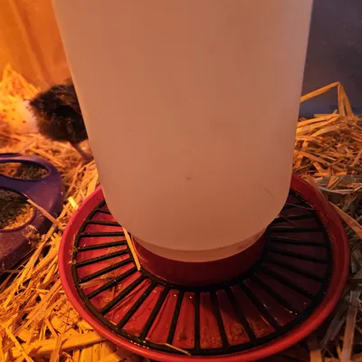 NẮP ĐẬY MÁNG NƯỚC BẢO VỆ GÀ CON