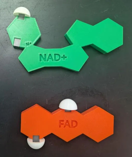 Mô hình chất mang electron NAD+ và FAD có nam châm - Image 1