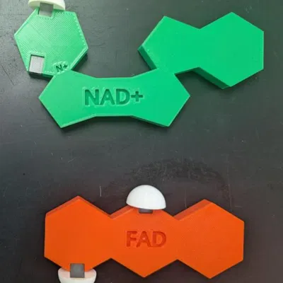 Mô hình chất mang electron NAD+ và FAD có nam châm