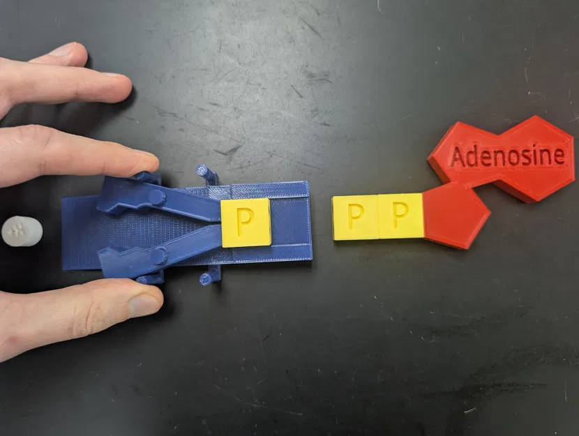Mô hình Bơm Protein Phosphoryl hóa - Image 2