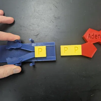 Mô hình Bơm Protein Phosphoryl hóa