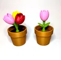 Tulip - Bộ sưu tập hoa lò xo - Thumbnail 1