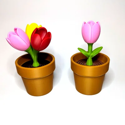 Tulip - Bộ sưu tập hoa lò xo