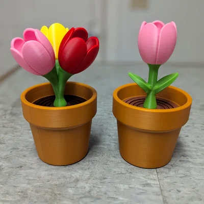Tulip - Bộ sưu tập hoa lò xo