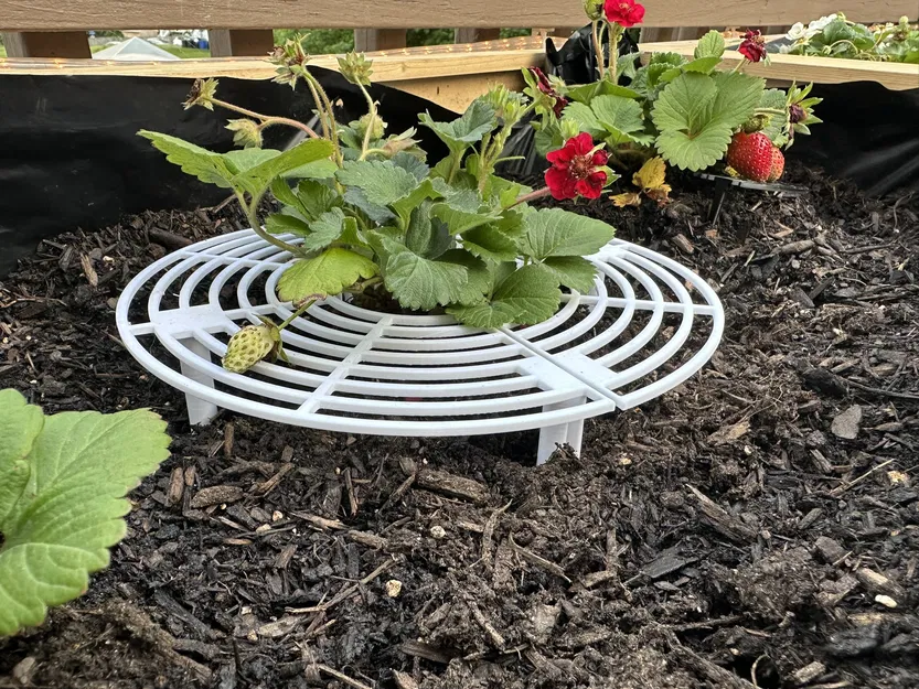 Khay đỡ quả dâu tây (Split Strawberry Support) giúp chống thối trái - Image 1