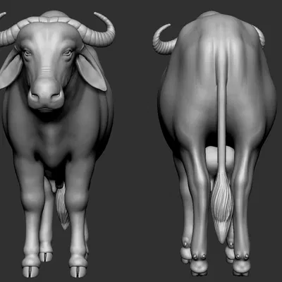 Mô hình 3D trâu nước Ấn Độ (Buffalo) chi tiết sống động
