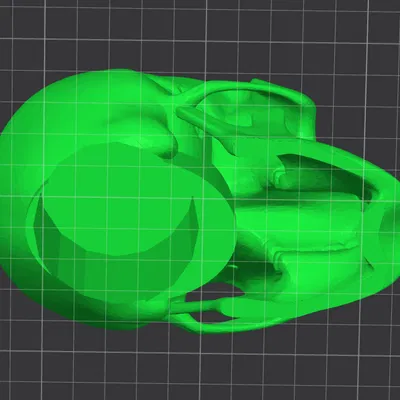 Đầu lâu 3D có lỗ khoét 52mm ở đáy