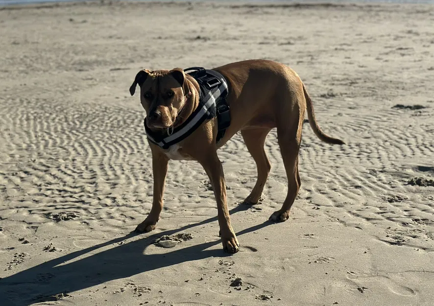 Mô hình chú chó Piper đang đi dạo in 3D chi tiết - Image 2