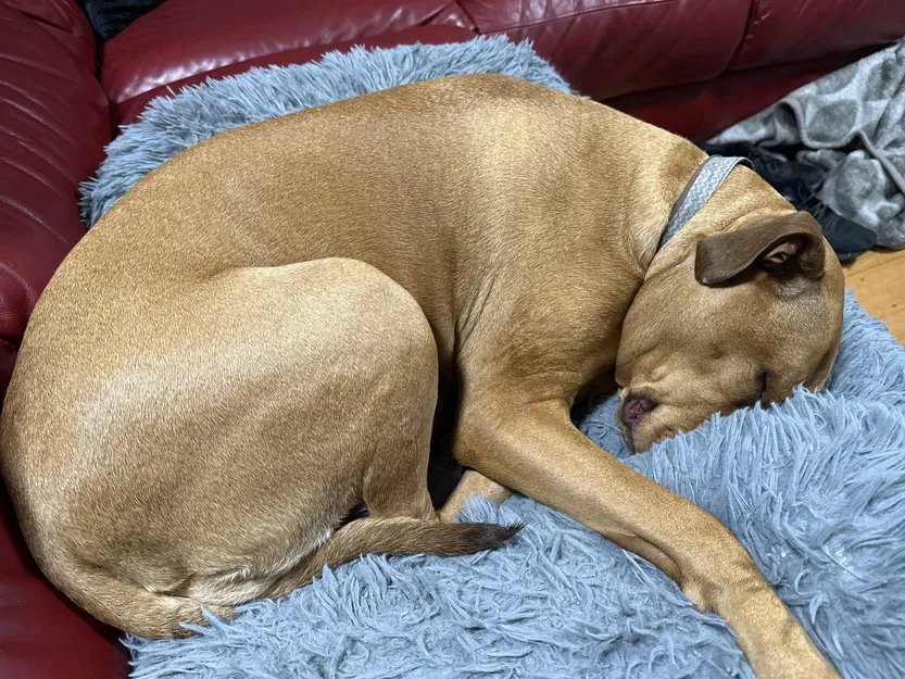 Mô hình 3D chú chó Piper đang ngủ dễ thương - File STL - Image 2