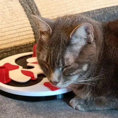 Đồ chơi trí tuệ Cat Treat Puzzle cho mèo