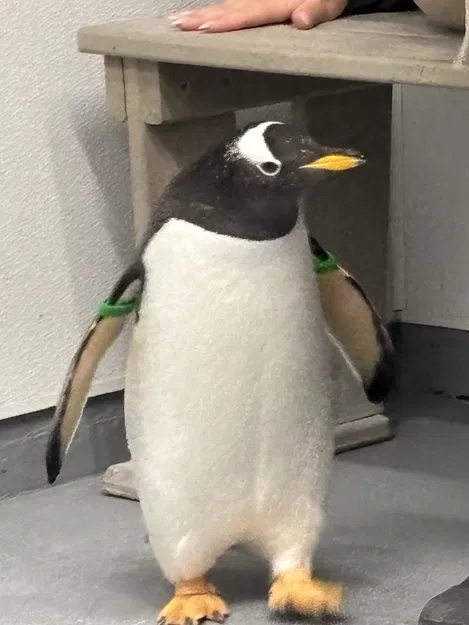 Mô hình cầu dẫn (ramp) 3D cho không gian trưng bày mô hình - Image 1