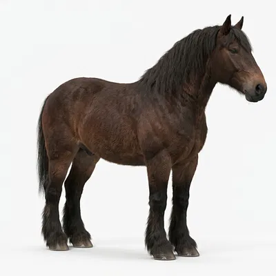 Mô hình ngựa thồ nông trại (Farm Work Horse) - File in 3D chất lượng cao