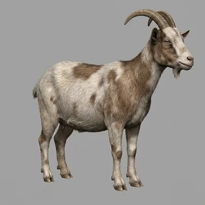 Mô hình chú dê (Farm Goat) in 3D siêu dễ thương cho bé