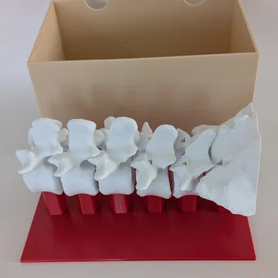 Mô hình tập huấn nội soi cột sống thắt lưng (Lumbar Endoscopy Training Simulator)