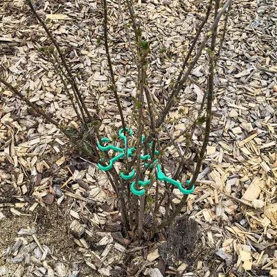 Bộ kẹp / cố định / tạo dáng cành cây, cây bụi và cây cảnh