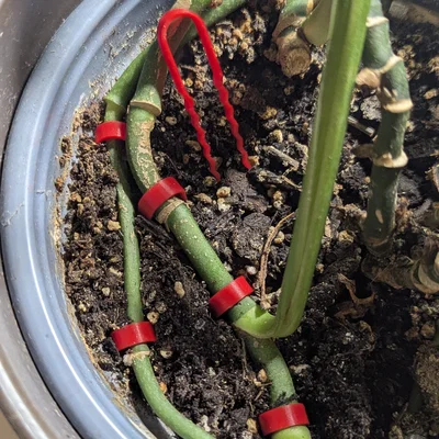 Ghim Cố Định Thân Cây (House)plant Stem to Soil Pin