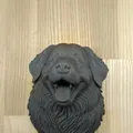 Mô hình đầu chó Bernese Mountain Dog trang trí tường 3D - Thumbnail 2