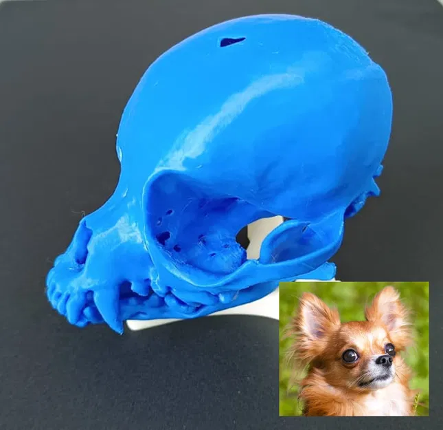 Mô hình hộp sọ chó Chihuahua (từ bản scan) - Image 1