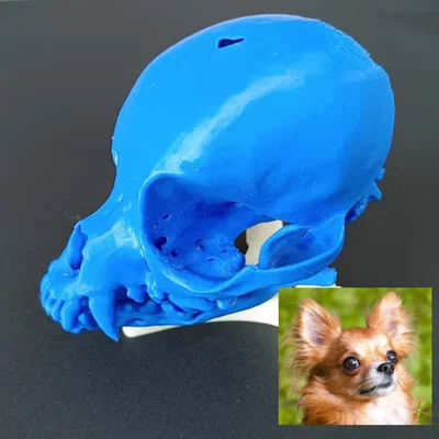 Mô hình hộp sọ chó Chihuahua (từ bản scan)