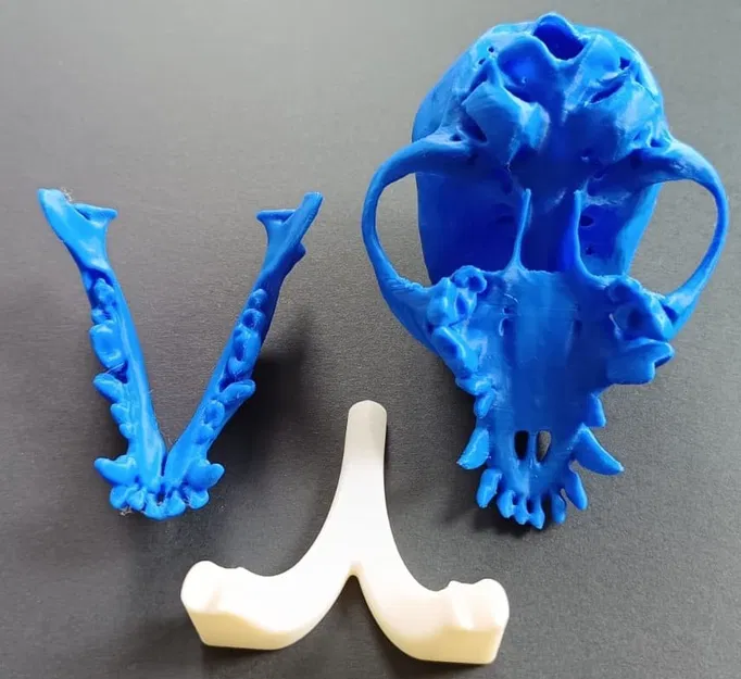 Mô hình hộp sọ chó Chihuahua (từ bản scan) - Image 2