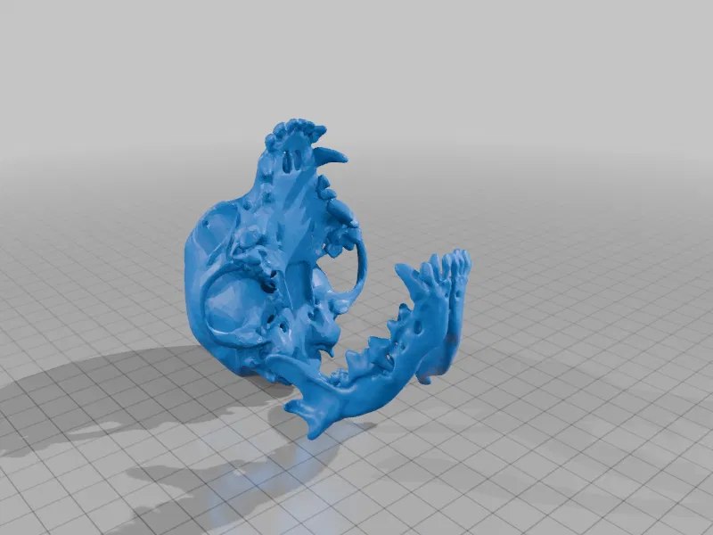 Mô hình hộp sọ chó Chihuahua (từ bản scan) - Image 3