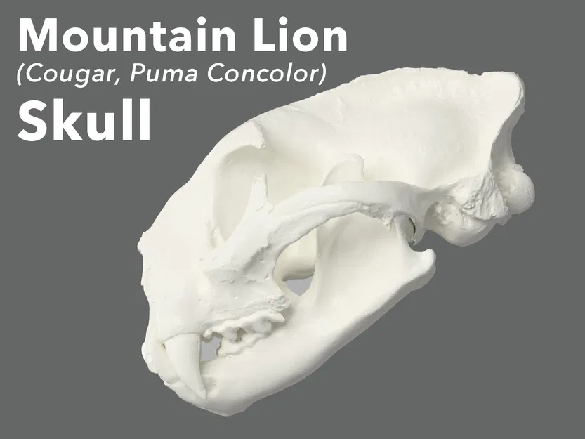 Mô hình 3D Hộp sọ Sư tử núi (Cougar, Puma Concolor) - Image 1