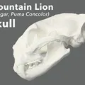 Mô hình 3D Hộp sọ Sư tử núi (Cougar, Puma Concolor) - Thumbnail 1