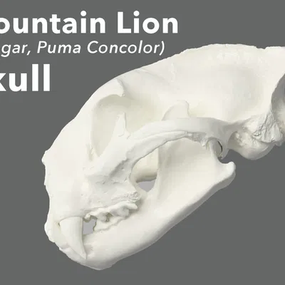 Mô hình 3D Hộp sọ Sư tử núi (Cougar, Puma Concolor)
