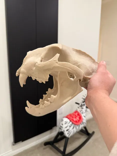 Mô hình 3D Hộp sọ Sư tử núi (Cougar, Puma Concolor) - Image 3