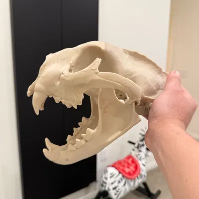 Mô hình 3D Hộp sọ Sư tử núi (Cougar, Puma Concolor)