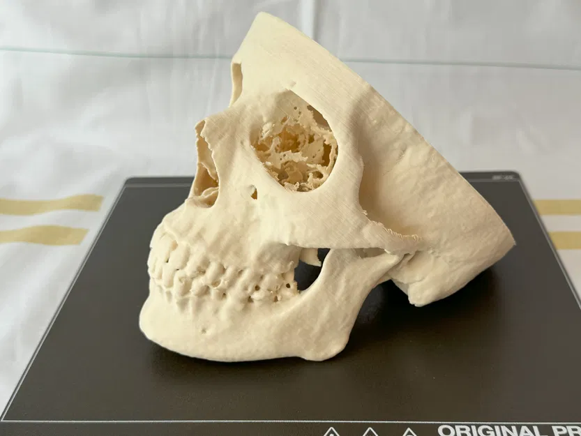 Mô hình hộp sọ người (Human Skull) - Image 1