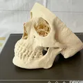 Mô hình hộp sọ người (Human Skull) - Thumbnail 1