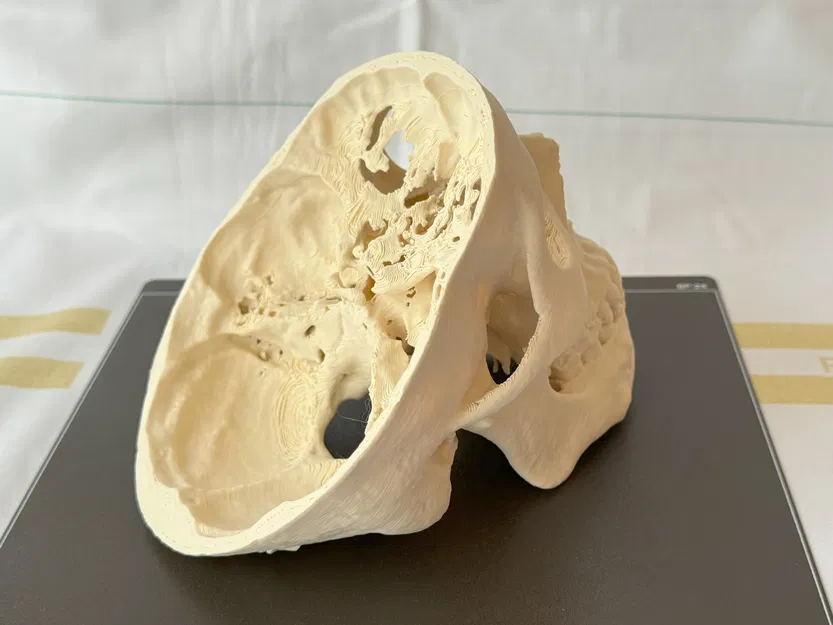 Mô hình hộp sọ người (Human Skull) - Image 2