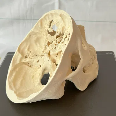 Mô hình hộp sọ người (Human Skull)