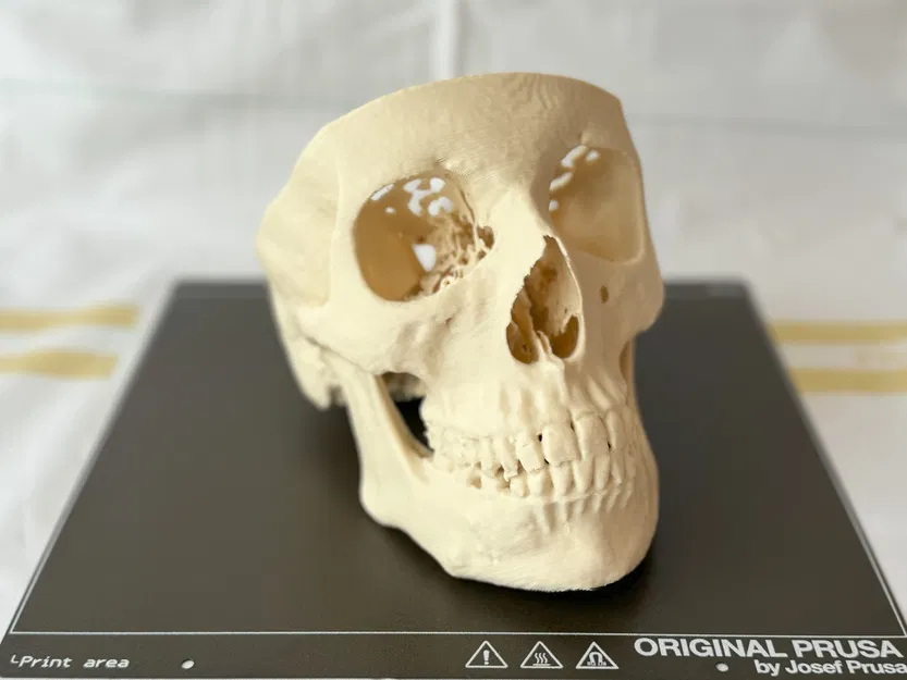 Mô hình hộp sọ người (Human Skull) - Image 3