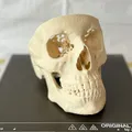 Mô hình hộp sọ người (Human Skull) - Thumbnail 3