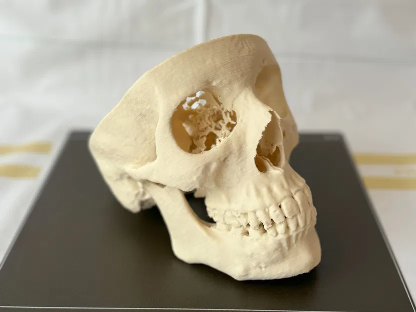 Mô hình hộp sọ người (Human Skull) - Image 4