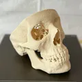 Mô hình hộp sọ người (Human Skull) - Thumbnail 4