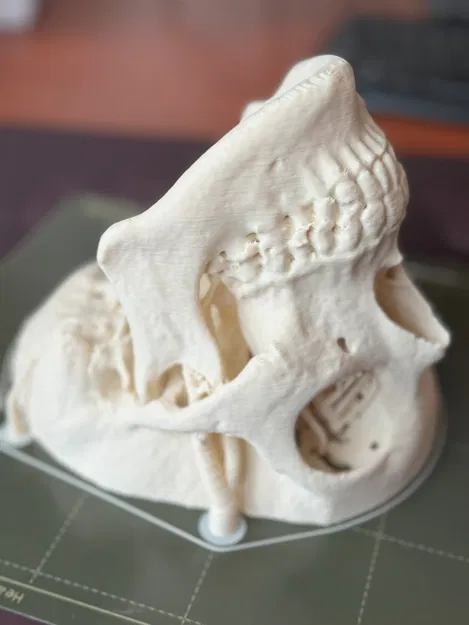 Mô hình hộp sọ người (Human Skull) - Image 5