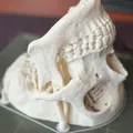 Mô hình hộp sọ người (Human Skull) - Thumbnail 5