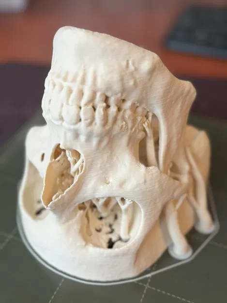 Mô hình hộp sọ người (Human Skull) - Image 6