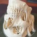 Mô hình hộp sọ người (Human Skull) - Thumbnail 6