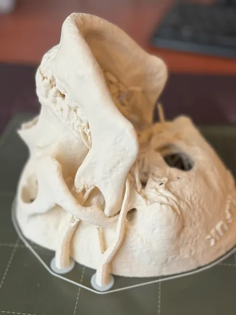 Mô hình hộp sọ người (Human Skull) - Image 7