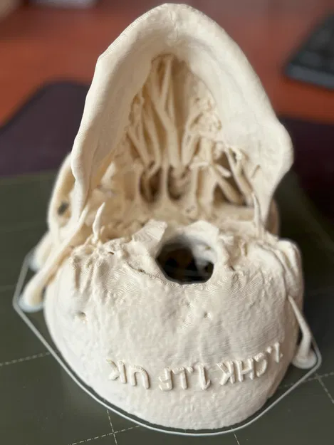 Mô hình hộp sọ người (Human Skull) - Image 8