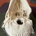 Mô hình hộp sọ người (Human Skull) - Thumbnail 8