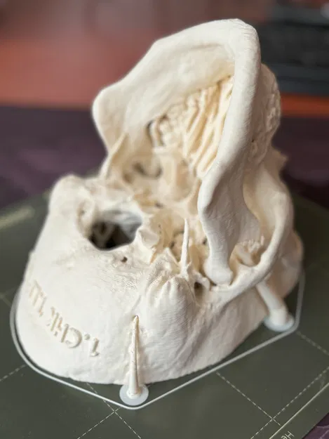 Mô hình hộp sọ người (Human Skull) - Image 9